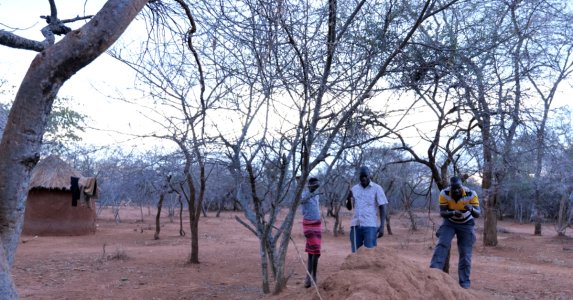 Sandfly surveillance in Karamoja, Uganda